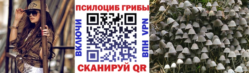 Купить закладки  Стародуб  Псилоцибиновые грибы Magic Shrooms 